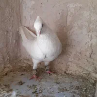 طوقی|پرنده|فردوس (خراسان), |دیوار