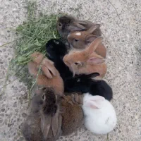 خرگوش پشمالو