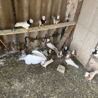 کفتر طوقی|پرنده|تهران, شوش|دیوار