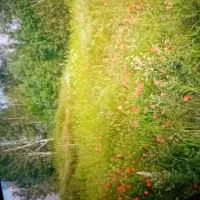 باغ و زمین زراعی|فروش زمین و ملک کلنگی|کشکسرای, |دیوار