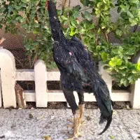 خروس اوشامو