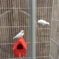 فنج|پرنده|بهارستان, |دیوار