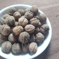گردو کیلویی ۳۰۰ هزار تومان|خوردنی و آشامیدنی|اطاقور, |دیوار