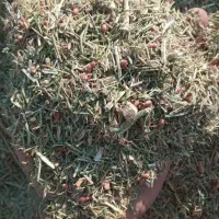 خار شتر از خوشاب سلطان آباد است