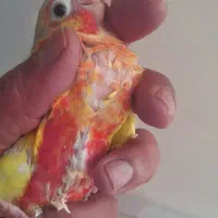 گرینچیک جوجه سرلاکی و‌دون خور رام و دستی