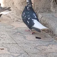 کبوتر|پرنده|کارون, |دیوار