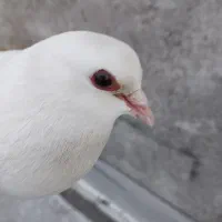 دورح نر