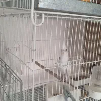 گرینچک جفت و عروس هلندی و مرغ عشق انگلیسی و قناری|پرنده|نیشابور, پاستور|دیوار