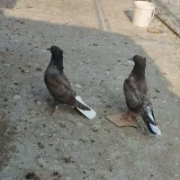 جوجه کبوتر|پرنده|گنبد کاووس, |دیوار