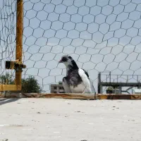 کبوتر