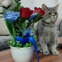 گربه اسکاتیش ماده برای جفتگیری