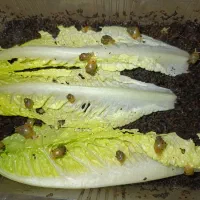 فروش تعداد زیادی حلزون طبی|خزنده|اردبیل, |دیوار