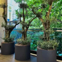 اصول نگهداری گیاهان داخلی و بیرونی|خدمات باغبانی و درختکاری|تهران, قلهک|دیوار