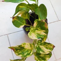 گل پتوس و ناز یخی و کاکتوس|گل و گیاه طبیعی|مشهد, شهرک ابوذر|دیوار