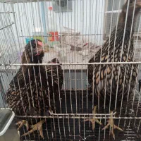 مرغ ویاندوت جی اس جی|حیوانات مزرعه|بهشهر, |دیوار