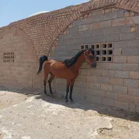 نریان فروشی