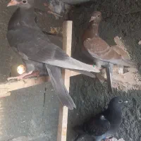 ۴تاجوجه