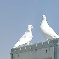 فروش کبوتر|پرنده|جهرم, |دیوار