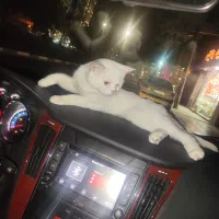 گربه بریتیش ۶ میلیون|گربه|ارومیه, |دیوار