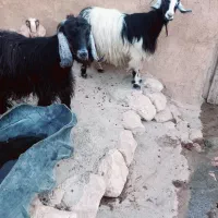 ۱۰راس بز نژاد گلچین دوقلو کردی|حیوانات مزرعه|هلیلان, |دیوار