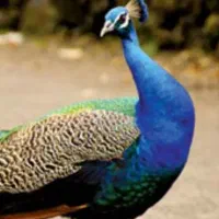 طاووس نرهندی بالق|پرنده|آمل, |دیوار