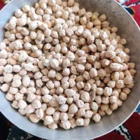 نخود درشت فروشی