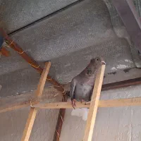 کفتر کبوتر|پرنده|مشهد, یاس|دیوار