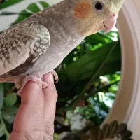 عروس دستی|پرنده|سبزوار, قصبه شرقی|دیوار