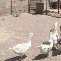 ۶عدد غاز نروماده