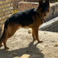 دو عدد سگ منطقه شاهدیه و جمهوری گم شدن