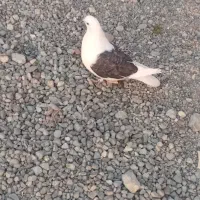 کبوتر هر ک خواست پیام بده|پرنده|عنبرآباد, |دیوار