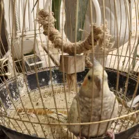 فروش یک جفت عروس هلندی|پرنده|یزد, |دیوار