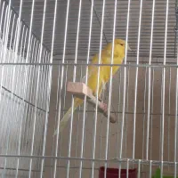 قناری بلند ورسمی