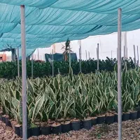 اجاره-1300-متر-گلخانه