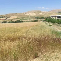 ۱۲۰۰۰هزار کشاورزی آبی بین سرا و سرچاوهذ