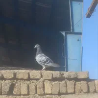 سبز  آلمانی