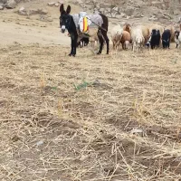 خره ماده