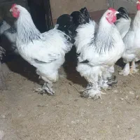 خروس برهما لایت اصیل