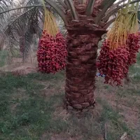 فروش آب قنات.بروات