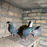 دورگ پلاکی و پرشی|پرنده|ابریشم, |دیوار