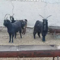 فروش ۳ راس|حیوانات مزرعه|جوادآباد, |دیوار