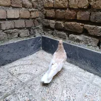 گرگی زرد کلکسیونی