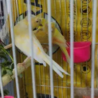 قناری نر|پرنده|مشهد, شهید قربانی|دیوار