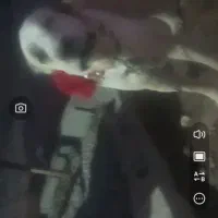 واگذاری سگ پژدر اراکی|سگ|نرماشیر, |دیوار