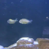 سه عدد تروفئوس سالم