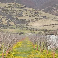 هرس وکودهی وبیل زنی.علف تراشی و آزمایش خاک|خدمات باغبانی و درختکاری|ساری, |دیوار