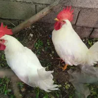 پرندگان
