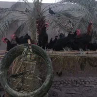فروش مرغ و خروس اصیل محلی