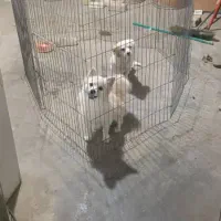 سگ پامرین خرسی .روباهی