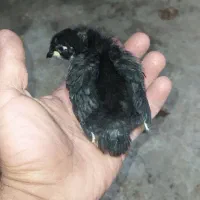 جوجه محلی گردن لخت و محلی|حیوانات مزرعه|رضوانشهر, |دیوار